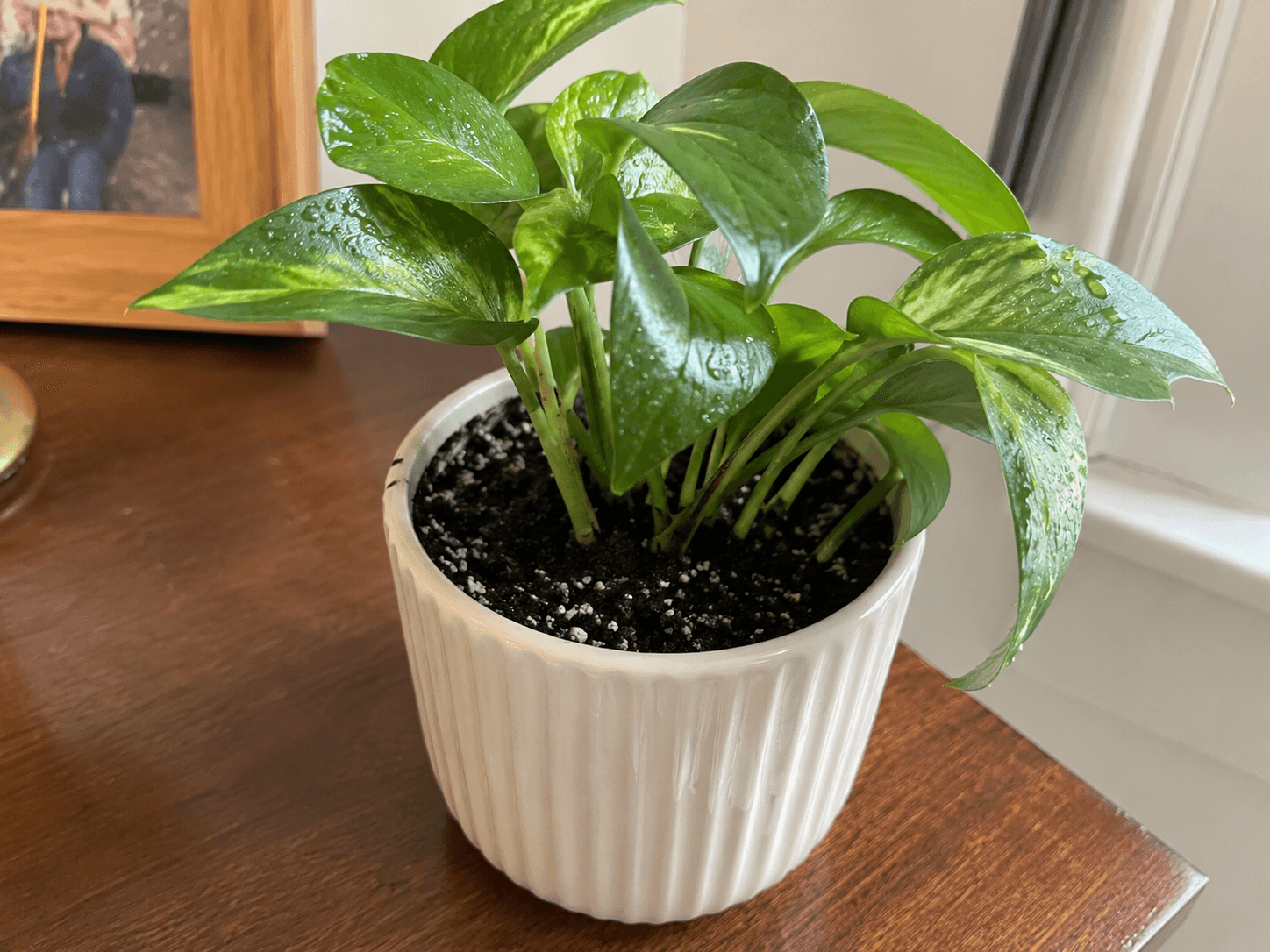Houseplant watered on the windowsill